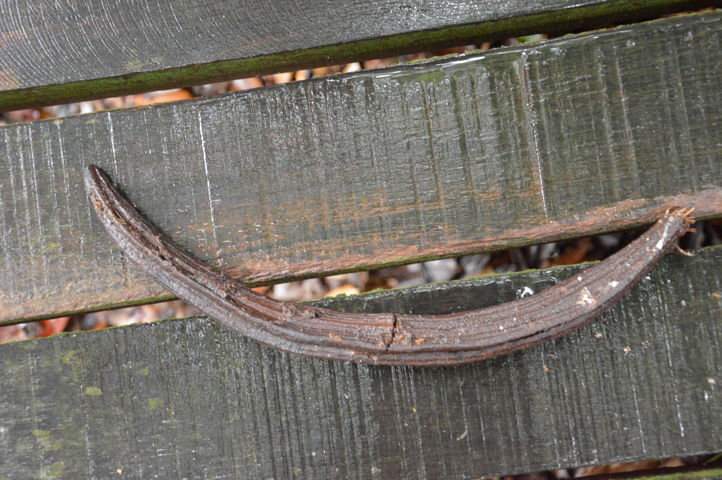 taxo4254 Dyera costulata